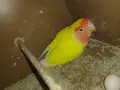 Женска Неразделка , снимка 1