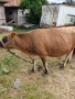 Продавам юница, снимка 4