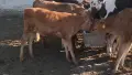 продавам теле жарсе , снимка 3