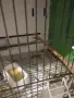 канарчета раза еспаньол, снимка 1