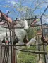 Продавам гълъби, снимка 5