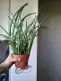 Сансевиера, sansevieria cylindrica, снимка 3