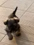 Мини Шнауцер сол и пипер, снимка 3