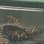 Hipancistrus Contradens, снимка 4