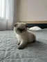 Малки шотландски котенца, снимка 12