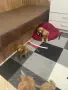 Мини пудел……….., снимка 2