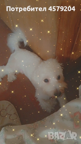 Продава се малтийска болонка (мъжко) може коментар по цената , снимка 3 - Други - 53959256