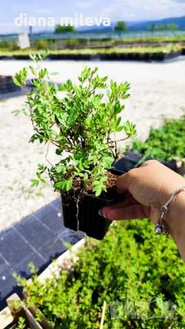 Потентила, Potentilla fruticosa 'Abbotswood', студоустойчива и многогодишна, снимка 4 - Градински цветя и растения - 54795658