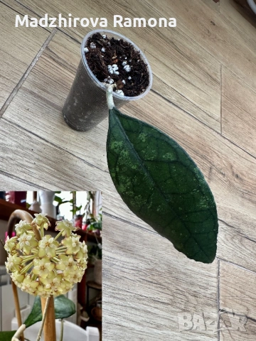 Хоя. Hoya Finlaysonii ah 029