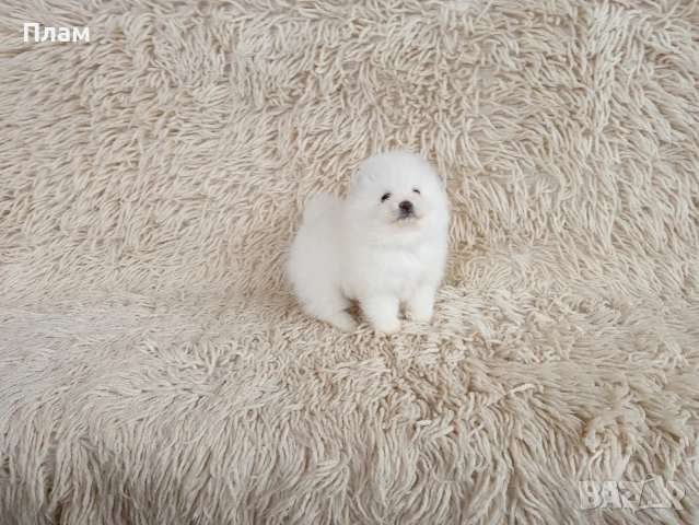 Померани.Реални снимки ! Различни възрасти !!!, снимка 6 - Померан - 54055195