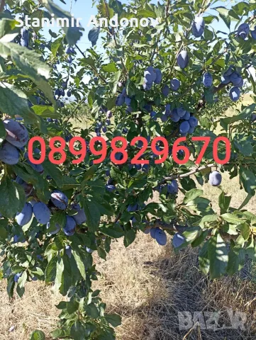 Сини сливи "Стенли" за ракия