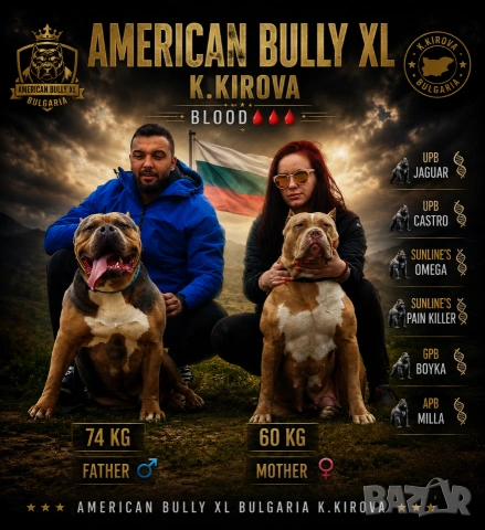 ТОП !!! Американско Були Хл American BULLY Xl ABKC