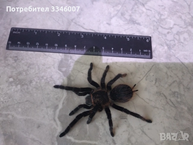 Tarantula - Продавам Тарантyли от снимите - получавате това което виждате, снимка 2 - Други - 44106536