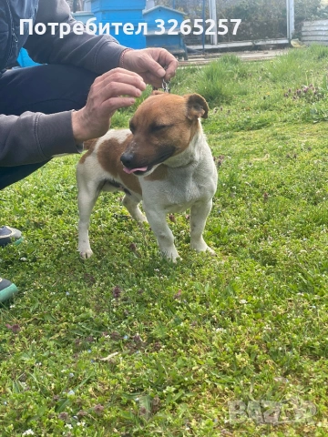 Продавам мини Джак Ръсел териер , снимка 6 - Джак ръсел териер - 54012234