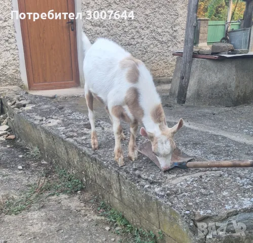 Продавам мъжко яренце, снимка 3 - Други животни - 55618066