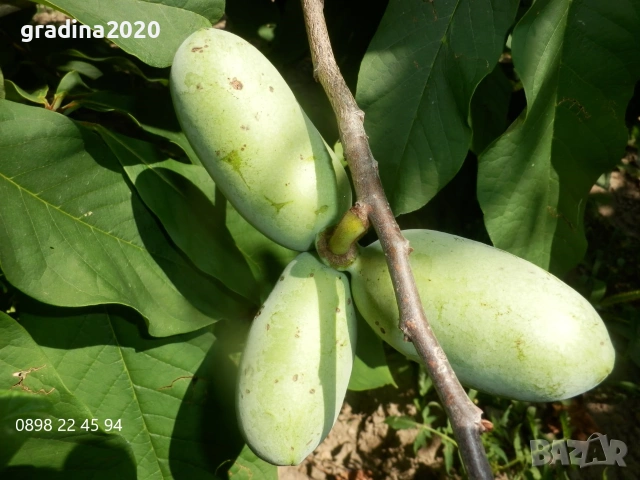 Asimina triloba, Асимина, Пау-пау, Индиански банан, снимка 5 - Разсади - 41973671