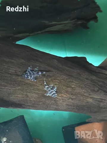 L236 pleco - 3+ см, снимка 9 - Рибки - 55546481