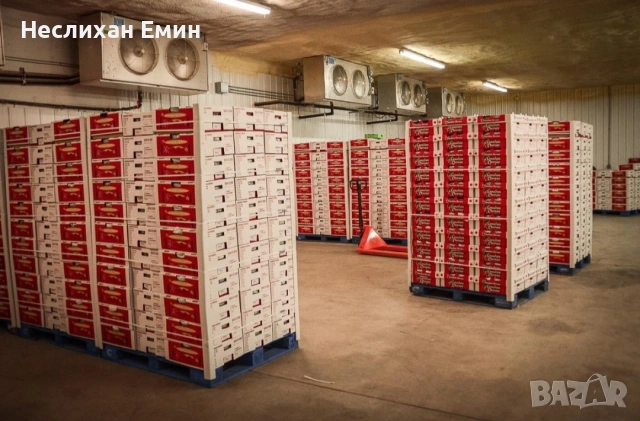 Череши на едро, снимка 9 - Сортови семена и луковици - 54718622