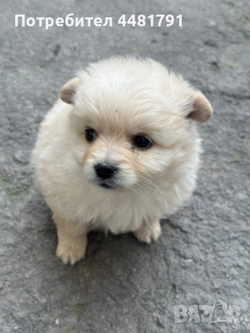 Померан-Мини шпиц, снимка 3 - Померан - 54044256