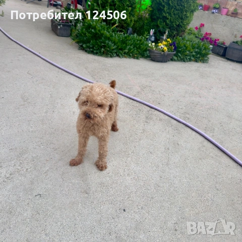 Той пудел 