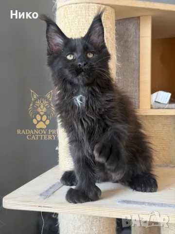 Мейн кун котенца / Мейн куун котенца / Maine coon kittens