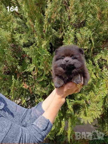 Женски Померани. Реални снимки от 29.04.2026 г. 