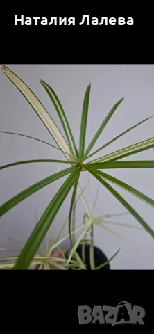 Водна палма, циперус, Cyperus alternifolius variegata, снимка 3 - Стайни растения - 55320628