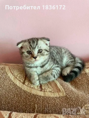 Британско женско коте таби 