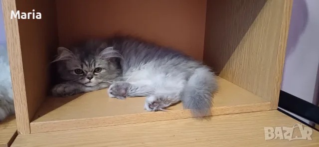 Персийски котета, снимка 4 - Персийска - 47166109