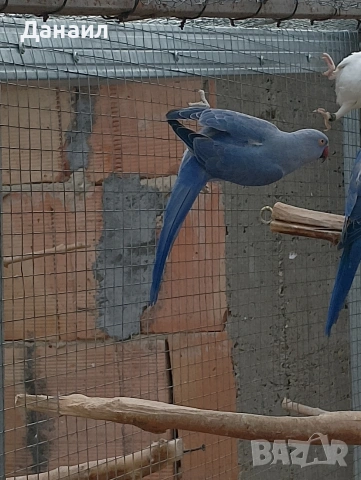 Малък Александър , снимка 4 - Папагали - 54121231