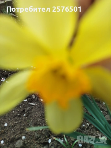 Продавам различни сортове нарциси и коледници, снимка 3 - Сортови семена и луковици - 54037499