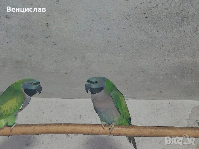 продавам папагали , снимка 3 - Папагали - 54076246