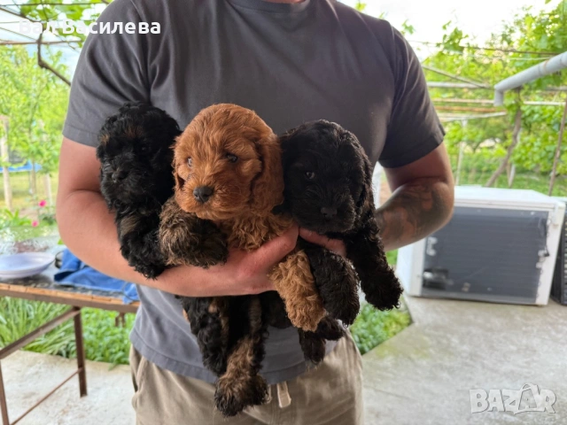 Той пудел/ Кокапу , снимка 3 - Пудели - 54663042