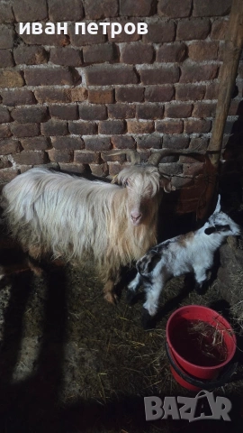 продавам коза с мъжко яре, снимка 3 - Кози - 54315794