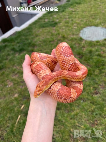 Продавам царевичен смок, снимка 3 - Змии - 53969266