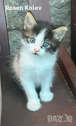 Подарявам котенца