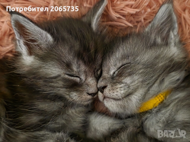 Елитни Мейн Куун котенца с родословие от родители шампиони, снимка 6 - Други - 54085977