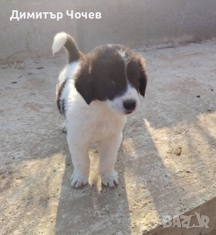 Кученца каракачанки, снимка 6 - Каракачанска овчарка - 55168960