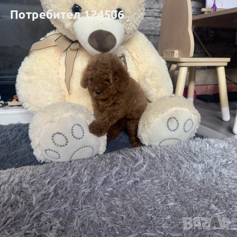 пудел пуделче момиче 