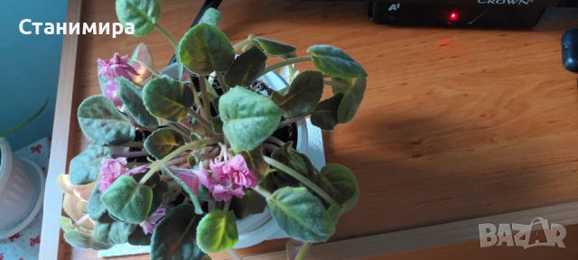 цвете в саксия - санта паулинка