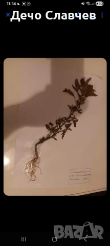 Хербарии за ЛТУ или друг университет 