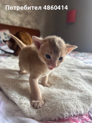 Абисинско котенце – момче, цвят Fawn (Фавн), снимка 3 - Други - 54957358