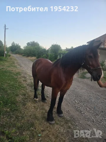 Продава се ! Много кротък , снимка 2 - Коне - 55344755