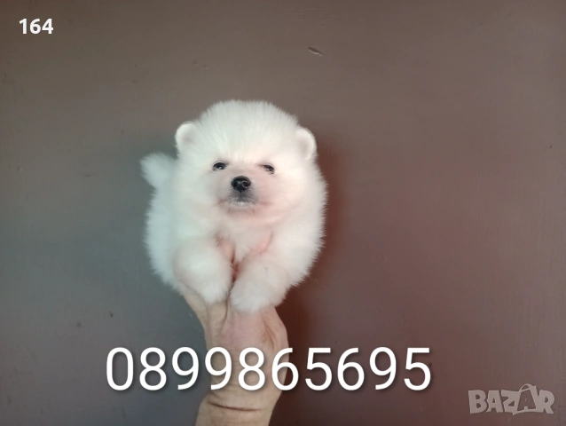 Чисто бели мъжки Померани. Реални снимки от 12.04.26 г. , снимка 5 - Померан - 54138758