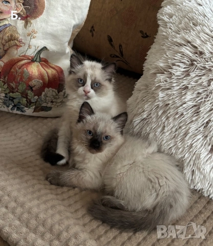 Рагдол/Регдол/Ragdol, снимка 5 - Персийска - 54077760