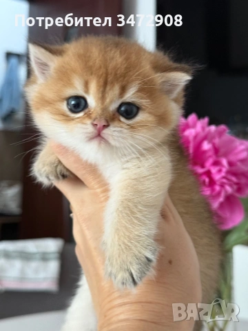 Британски котета