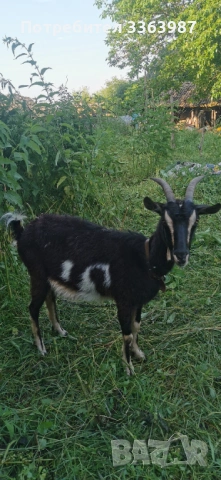 Ziegen, Milchziegen , снимка 9 - Кози - 54829133