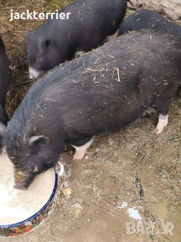 Свиня майка, снимка 2 - Прасета - 54011602