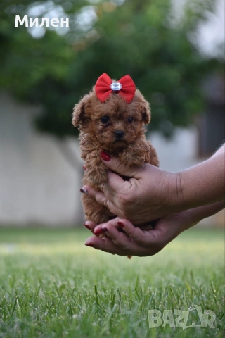 Той пудел Toy poodle