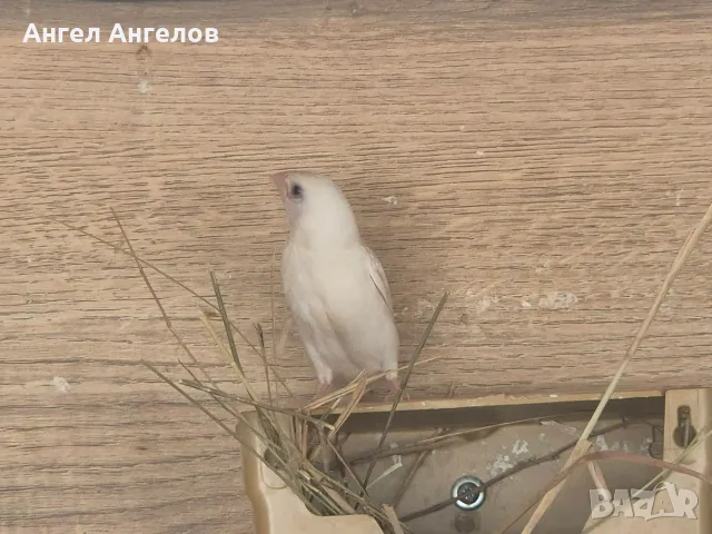 японски амадини , снимка 4 - Амадини - 55666916